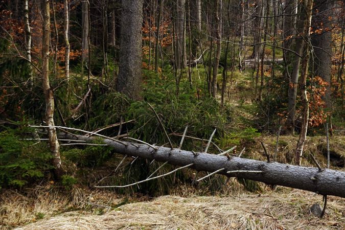 Fallen tree on ground in forest