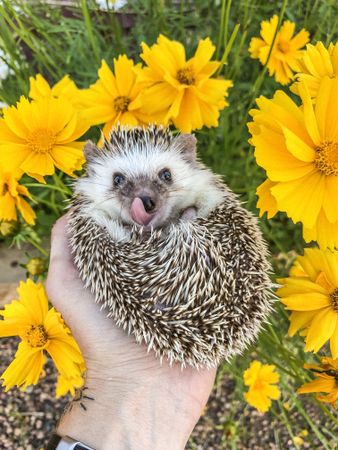 Person holding brown hedgehog near yellow flower