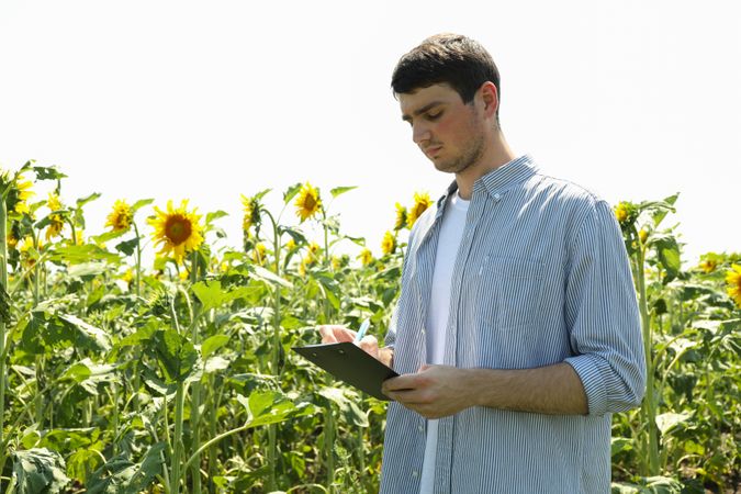 Man with clipboard in sunflower field. Agriculture business