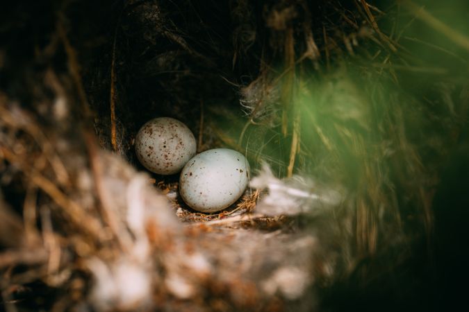 Bird nest on conifer tree