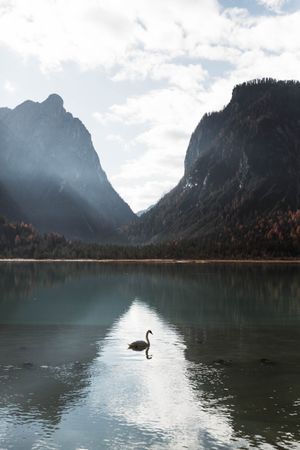Swans in lake amidst beautiful forest and mountains