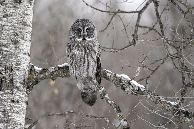 A great gray owl perched on a birch tree