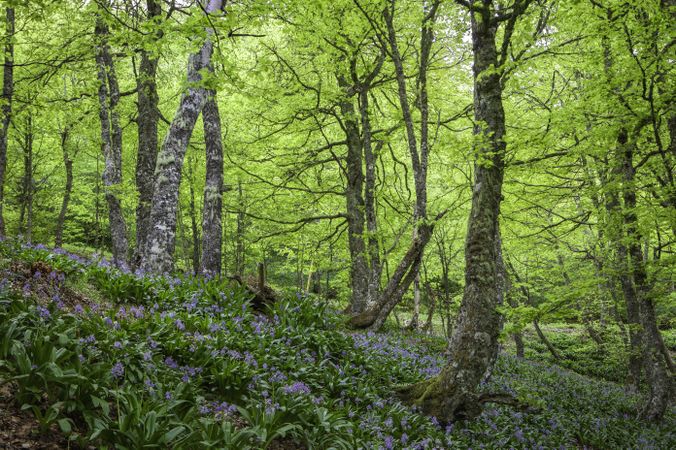 Spring forest with flowers