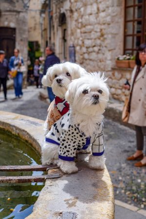 Two dressed bichon dogs  beside fountain