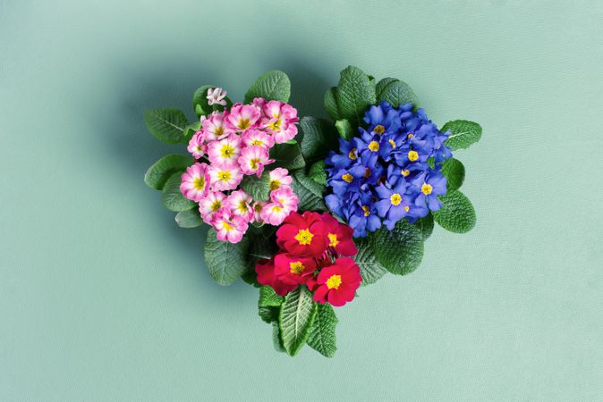 Pink, blue and red primroses