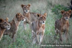 Five brown lioness on green field 4mGE70