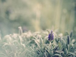Pretty flower growing in garden