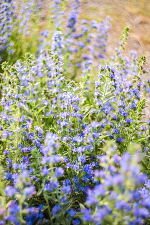 Wild flowering plant with blue flowers
