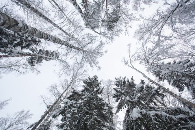 Winter forest landscape with snow