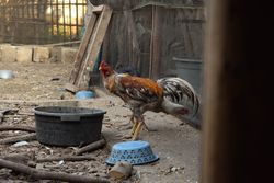 Rooster standing by blue bowl