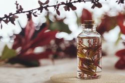 Bottle with fresh plant in liquid between foliage