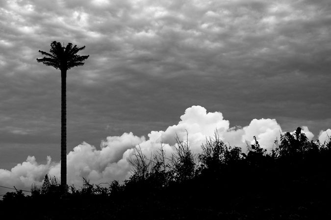 Dramatic b&w shot of palm tree as the clouds rolls in