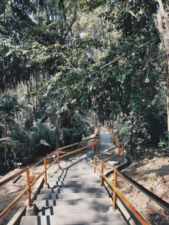 Serene Jungle Staircase: A Pathway Through Lush Greenery to Tranquility
