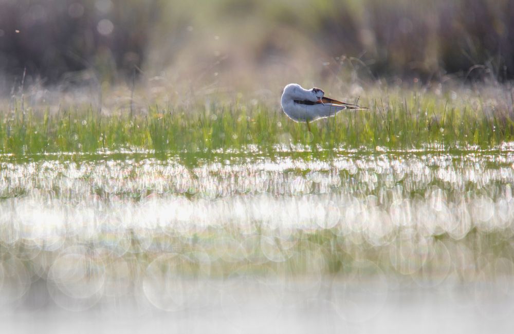 Wild bird walking on water
