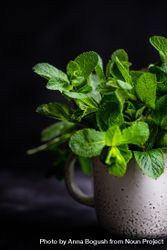 Lush green mint leaves in mug 5pgWjy