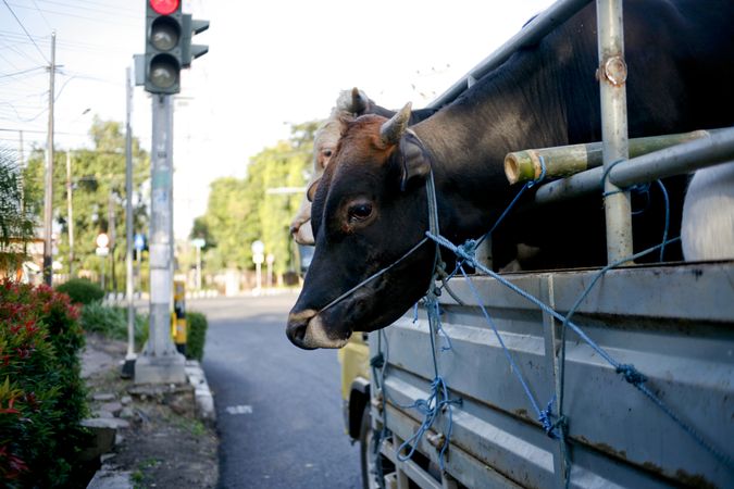 Cows in the back of a vehicle