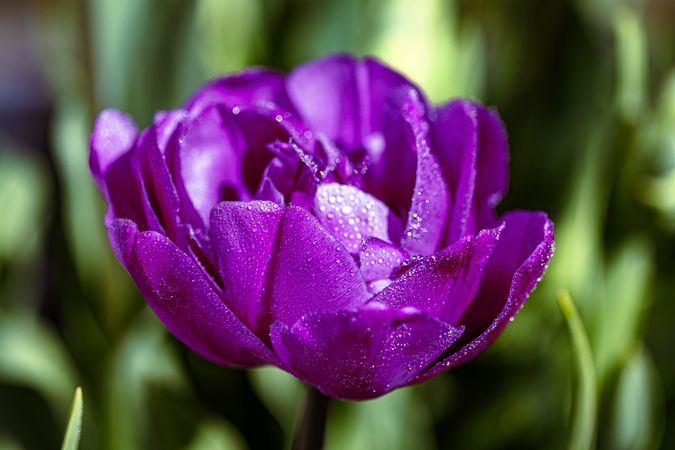 Side view of magenta flower growing around greenery