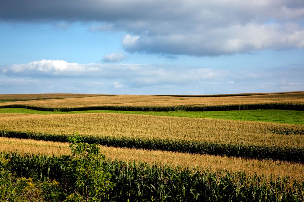 Farm field in rural Wisconsin