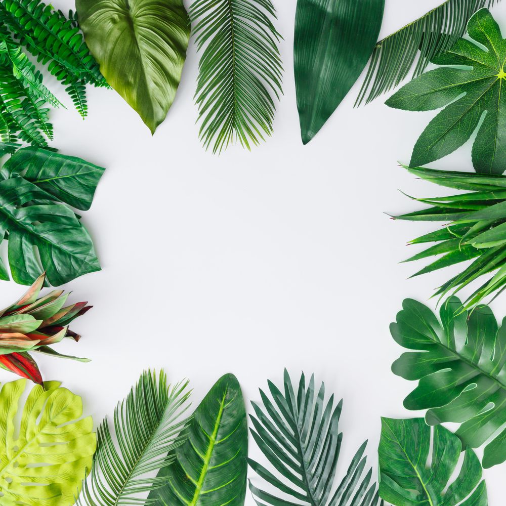 Tropical leaves on light background