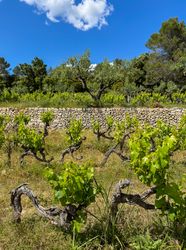 Vineyard in Côtes De Provence, France