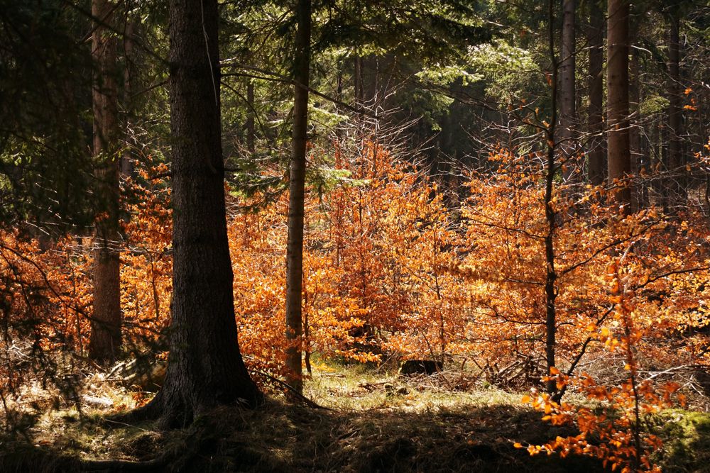 Old big tree in autumn forest
