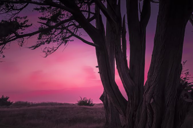 Pink sunset with large tree in foreground