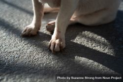 Close up of the paws of a light-colored dog 0g9WM4