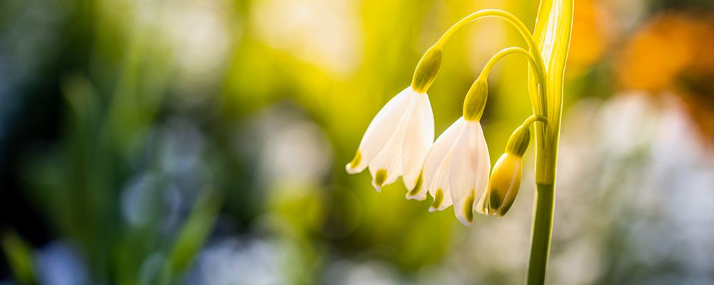 Snowdrop flower with copy space, wide