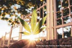 Marijuana leaf with sunflare 419OD4