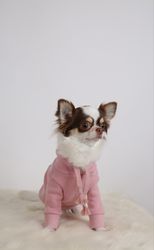 A long-haired Chihuahua wearing a pink outfit is sitting in front of a bright background