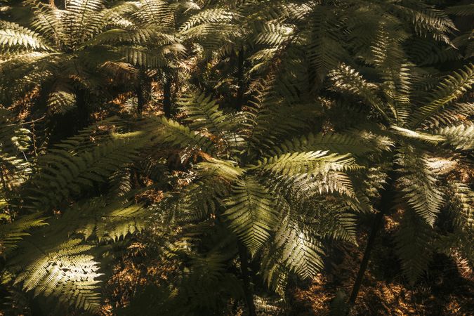 Green exotic frond at forest