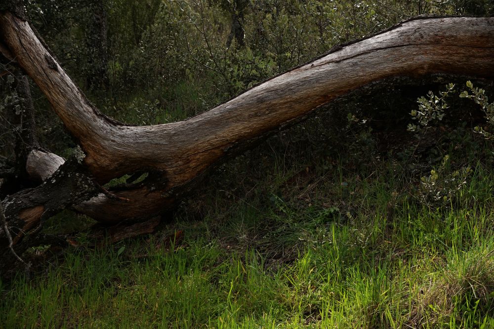 Old fallen tree in green forest
