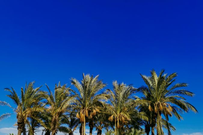 Coconut palm trees