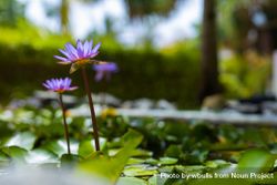 Purple daisy lotus flowers growing in a pond, landscape 5oxMG4