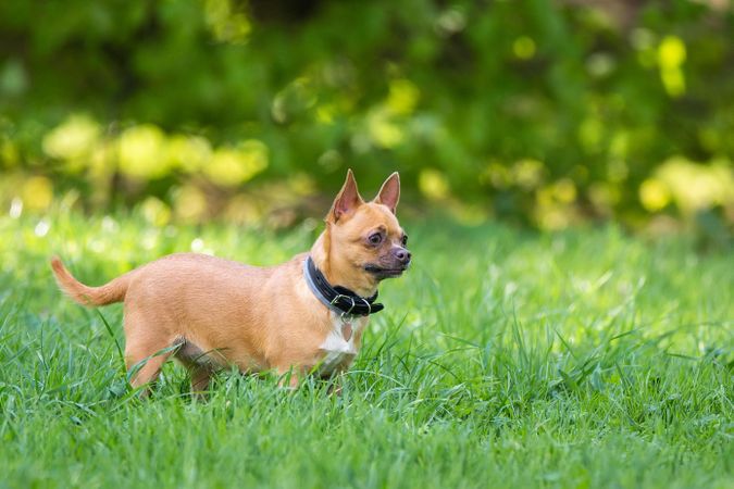 Small dog on green grass field during daytime