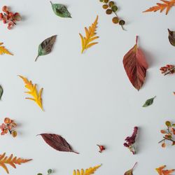 Autumn leaves and branches on light table background