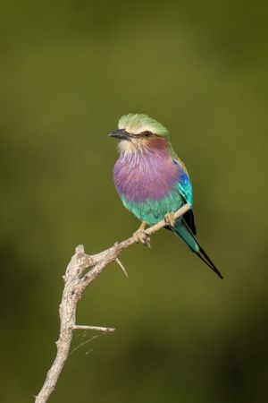Lilac-breasted roller eyes camera on dead branch