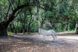 Horse at Brookgreen Gardens, Murrells Inlet, South Carolina P5pAe4