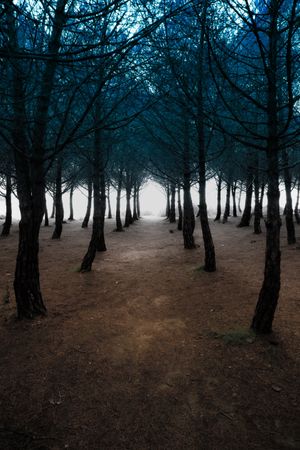 Mystical Forest with Fog