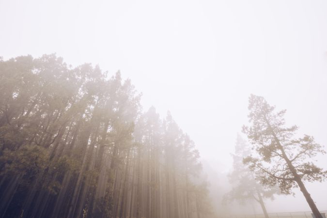 Tall trees in foggy day