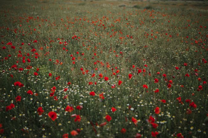 Amazing field with poppies and daisies