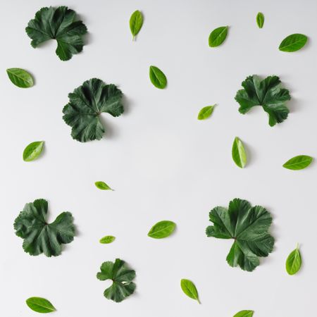 Pattern of green leaves on light background