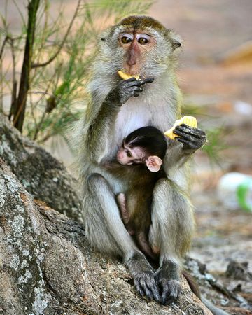 Monkey mother and baby