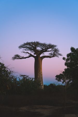 Wonderful sunset among giant baobabs