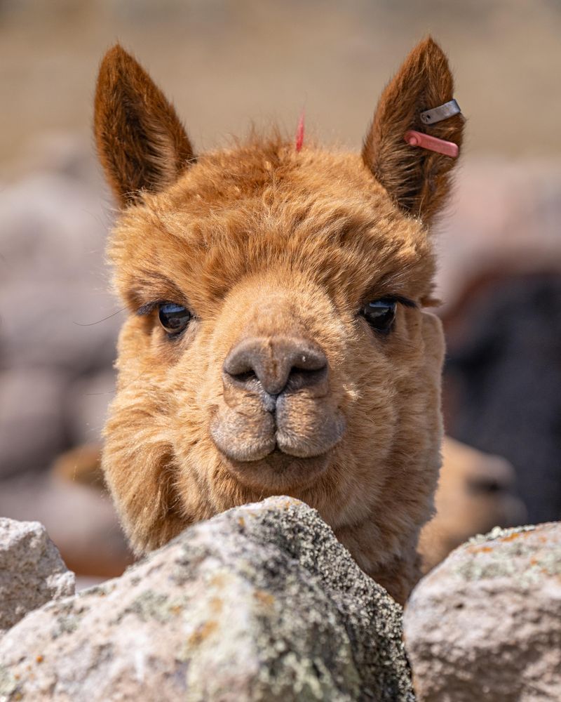 Domestic Alpaca