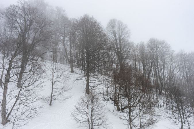 Barren forest in winter on Caucasus mountains