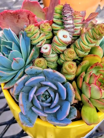 Top view of succulents in a pot on a table