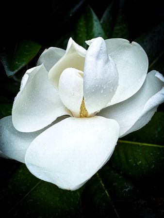 Magnolia flower after a rain shower