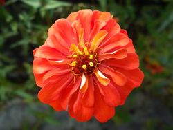 Common zinnia flower