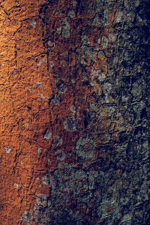 Abstract background of tree bark with moss